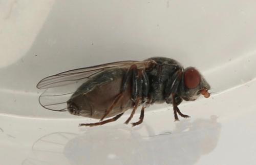 Lipara similis